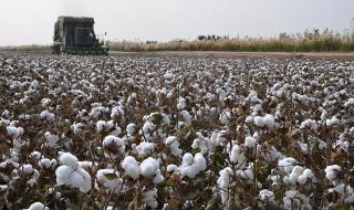 新疆棉花多少钱一斤 新疆棉花多少钱一斤